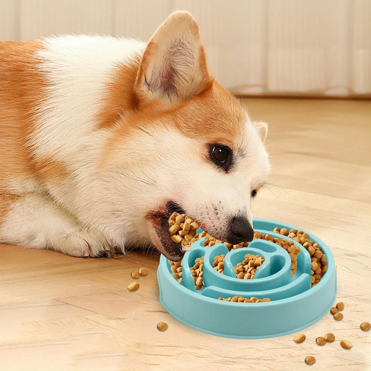 🍖 Feeding Essentials